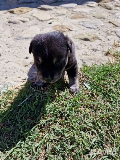 Метис лабрадора