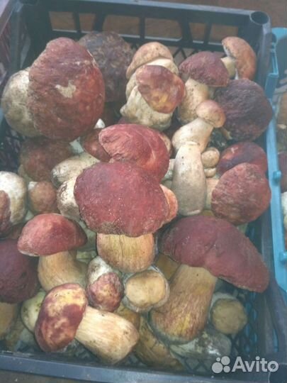 Грибы в ассортименте белый, маслёнок