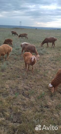 Овцы бараны ягнята