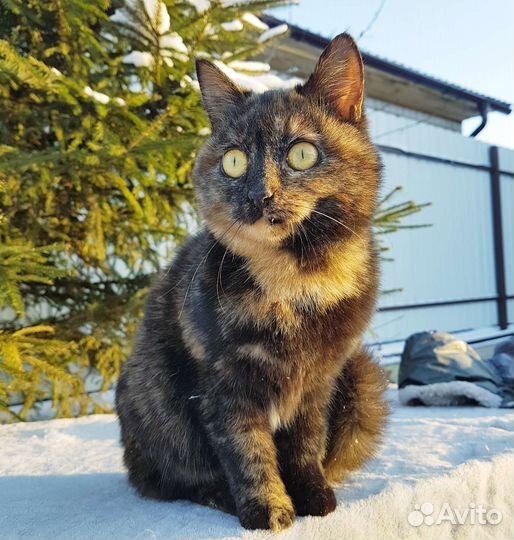 Тиграша красотка в добрые руки