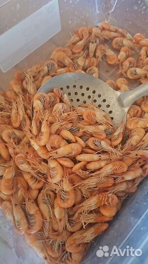 Азовская креветка в/м