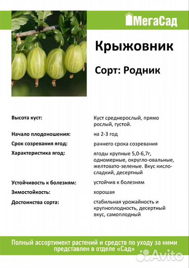 Саженцы малины, крыжовника, ч/смородины, ежевики
