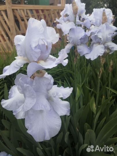 Ирисы бородатые сортовые