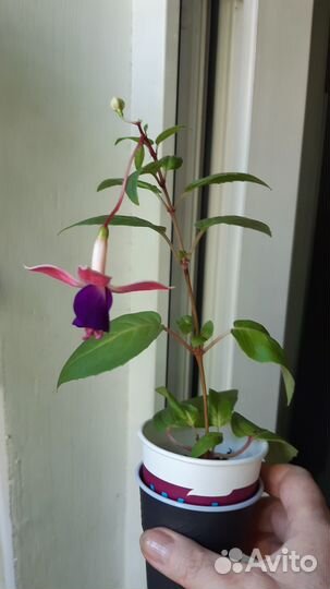 Комнатные цветы фуксия