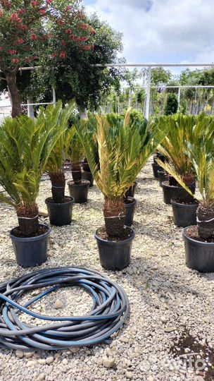 Пальмы Вашингтония, Цикас саговая