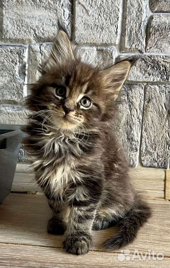 Мейн-кун котята питомник