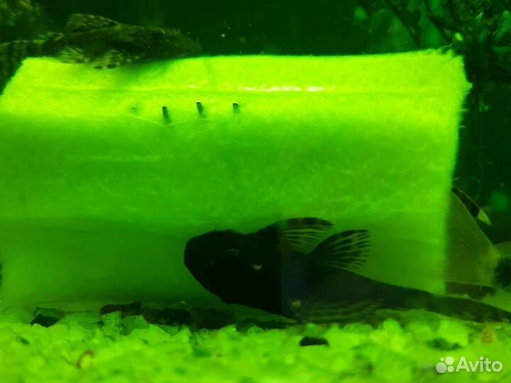 Анциструсы, данио, тернеция, гуппи, криветки