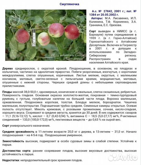 Саженцы яблони алтайской селекции