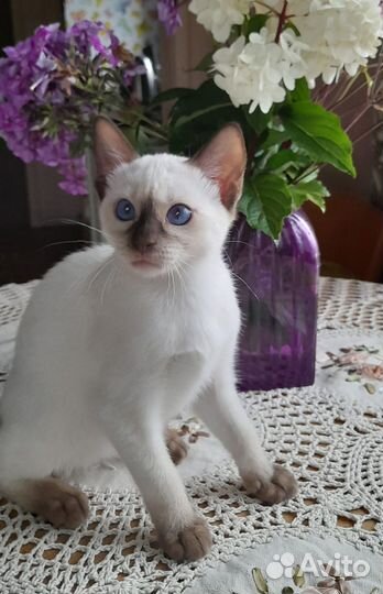 Синеглазый тайчик с документами