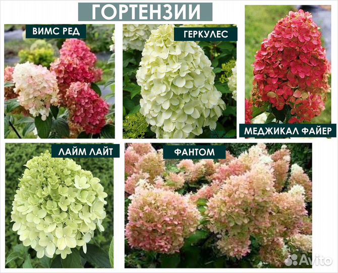 Хосты Гортензии Гейхеры в горшках Цены от