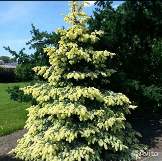 Ель Биалобок