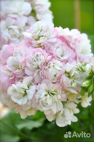 Герань пеларгония