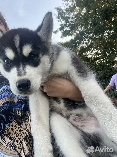 Сибирский хаски