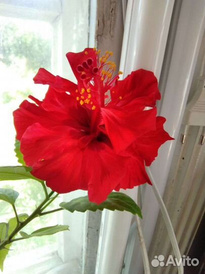 Гибискус, китайская роза