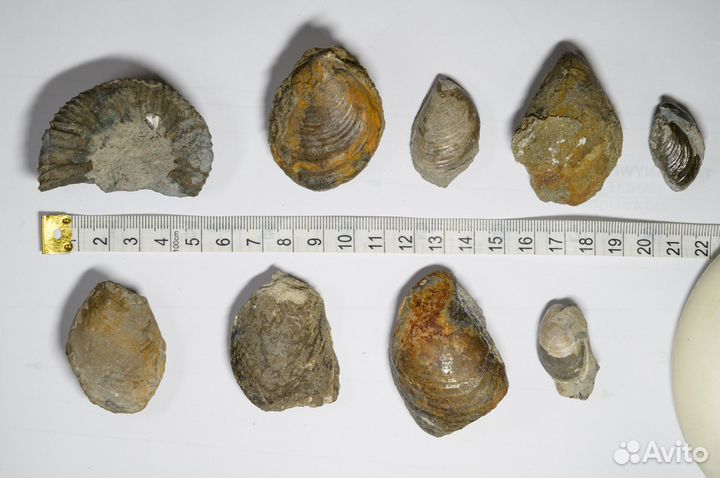 Окаменелости аммониты, трилобиты, белемниты