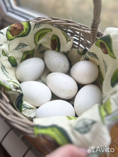 Домашние куриные/гусиные яйца