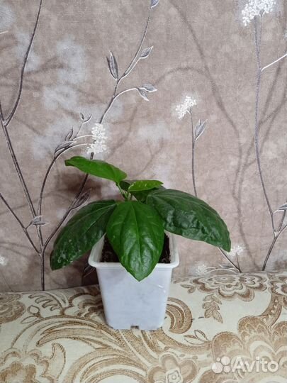 Сортовые гибискусы