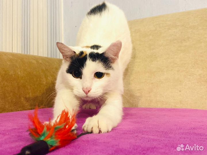 Кошечка в добрые руки