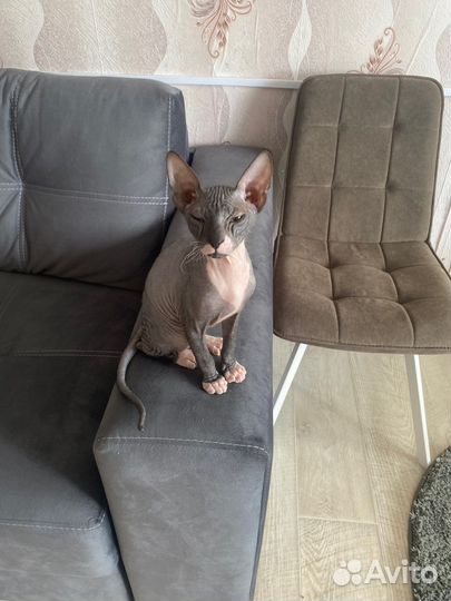 Котята сфинкс