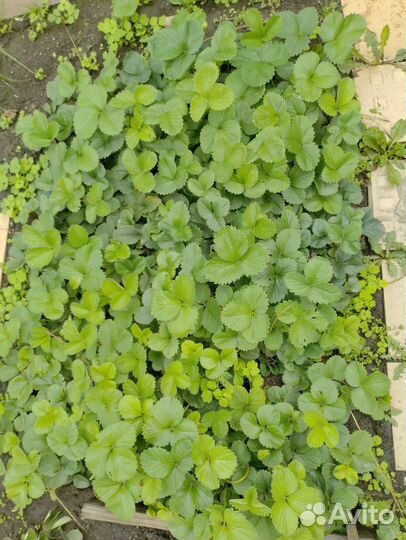 Рассада клубники