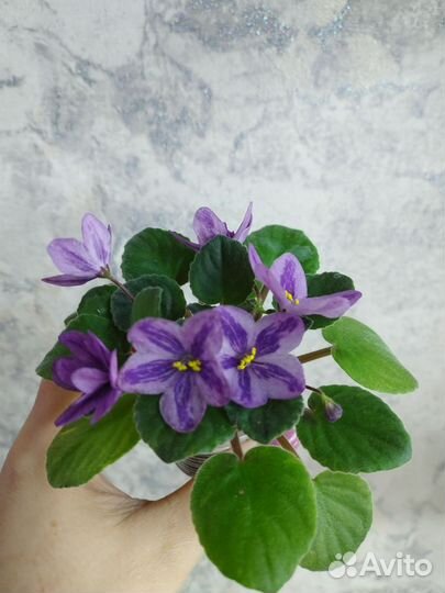 Выставка продажа фиалок, список деток обновлен