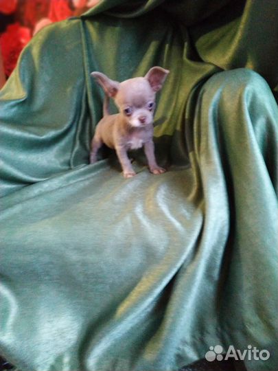 Сиреневые девочки