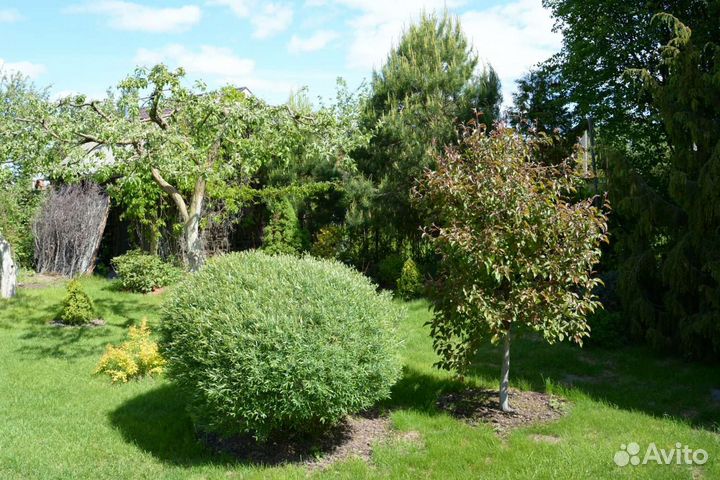 Саженцы ивы Маяк-2