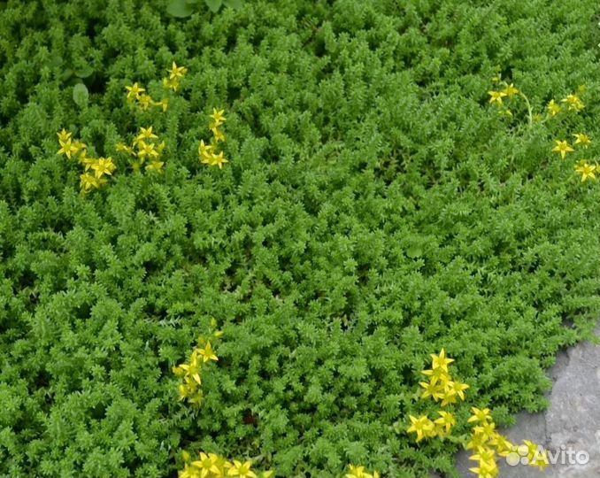 Почвопокровные растения