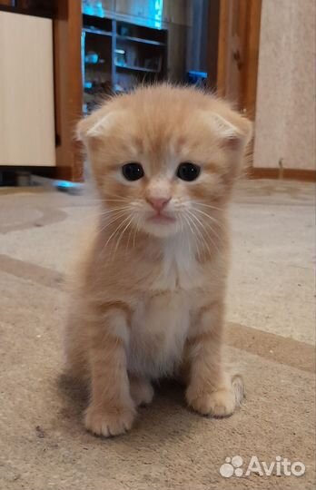 Вислоухие котята в добрые руки