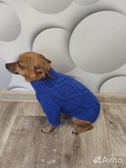 Одежда для собак