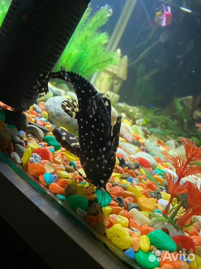 Анциструс обмен