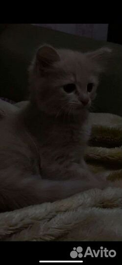 Кошечка в добрые руки