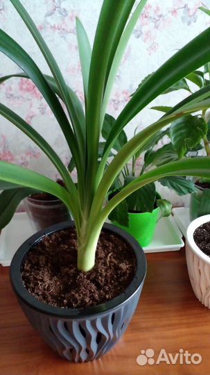 Кливия Гардена