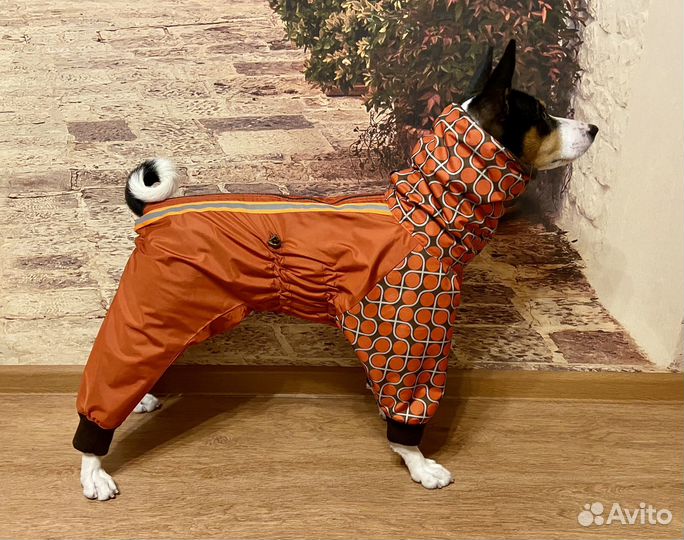 Одежда для басенджи