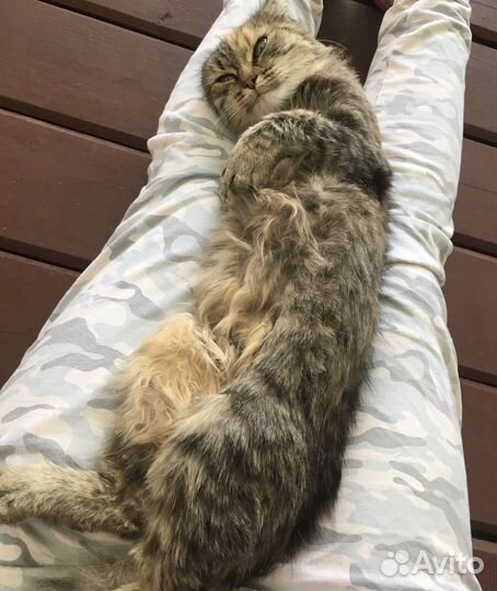 Кошечка в добрый руки