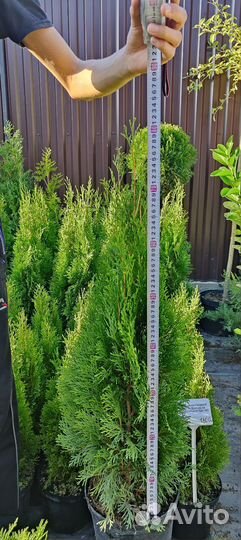 Туя Смарагд.Можжевельник.Ёлка.Ель.Туи