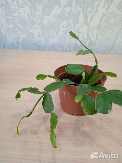 Комнатные цветы декабрист