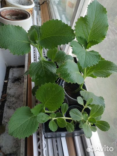 Хлорофитум хохлатый, мята домашняя