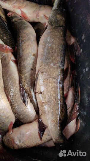 Свежая рыба щука