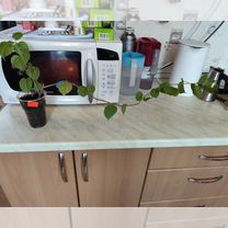 Цветы комнатные