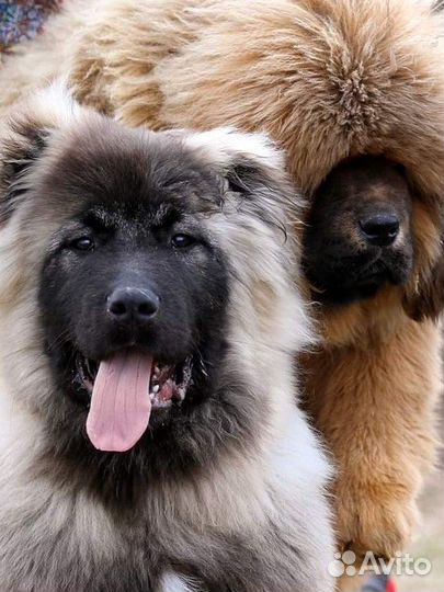 Кавказская овчарка щенки