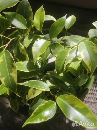 Фикус бенджамина Кинки