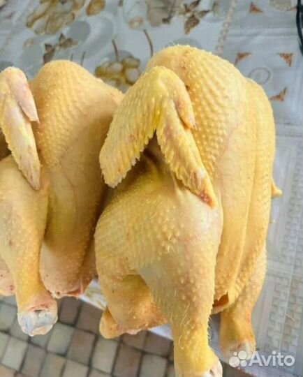 Птица кур бройлер