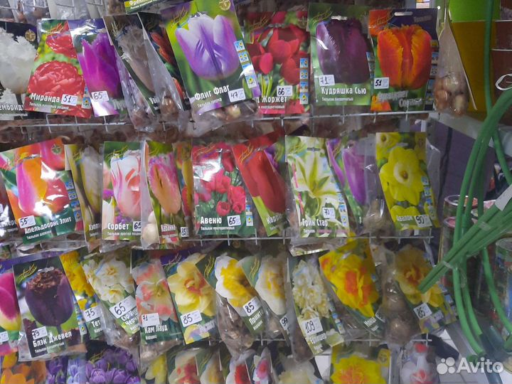 Луковичные цветы