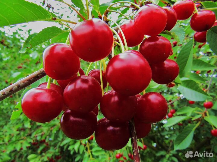 Черевишня дюк Краса Севера 2х летняя