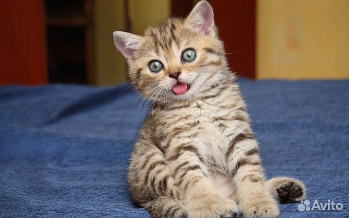 Передержка кошек и котов на время отпуска