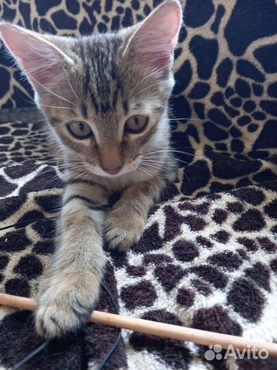 Ласковый котенок