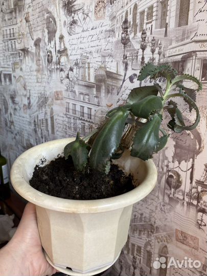 Каланхоэ лечебное