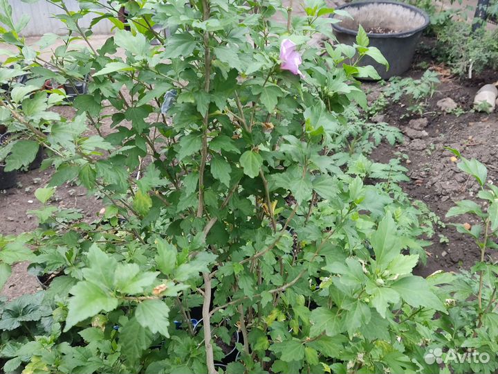 Уличные растения цветы