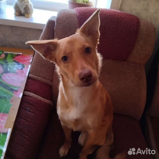 Стерилизованная небольшая собачка ищет дом